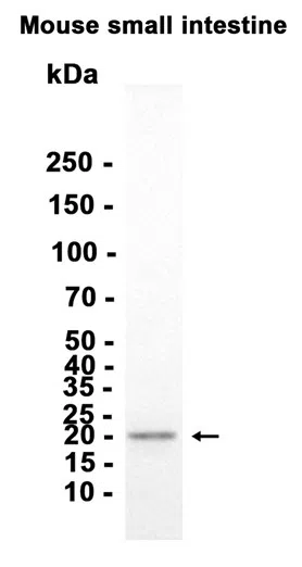 Bok Rabbit Monoclonal Antibody