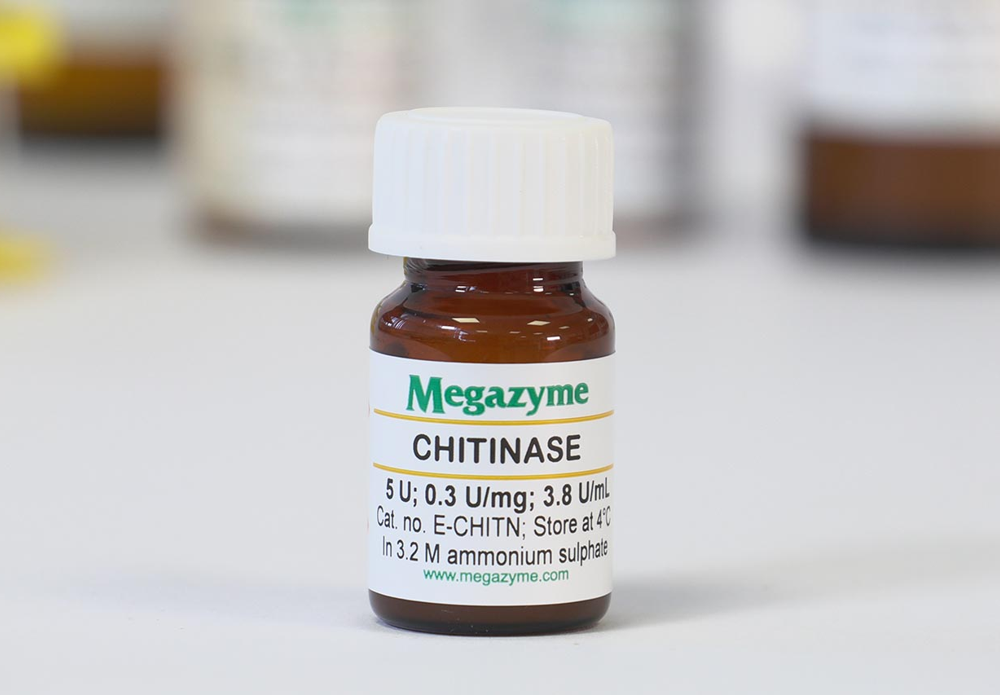 Chitinase ( Clostridium thermocellum )