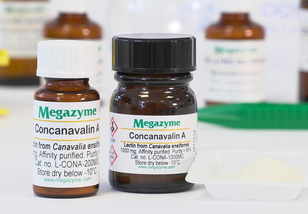 Concanavalin A (Con A)